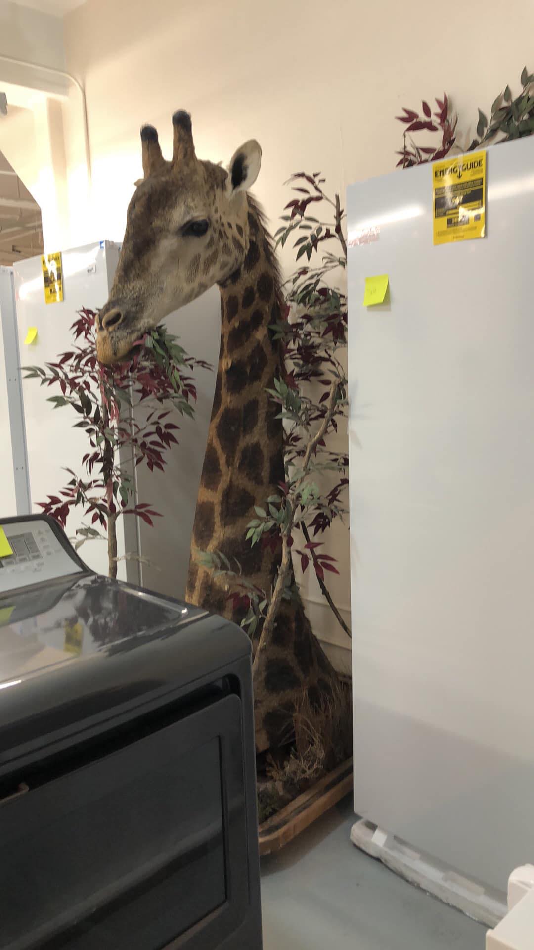 Drummond Refrigeration & Appliance