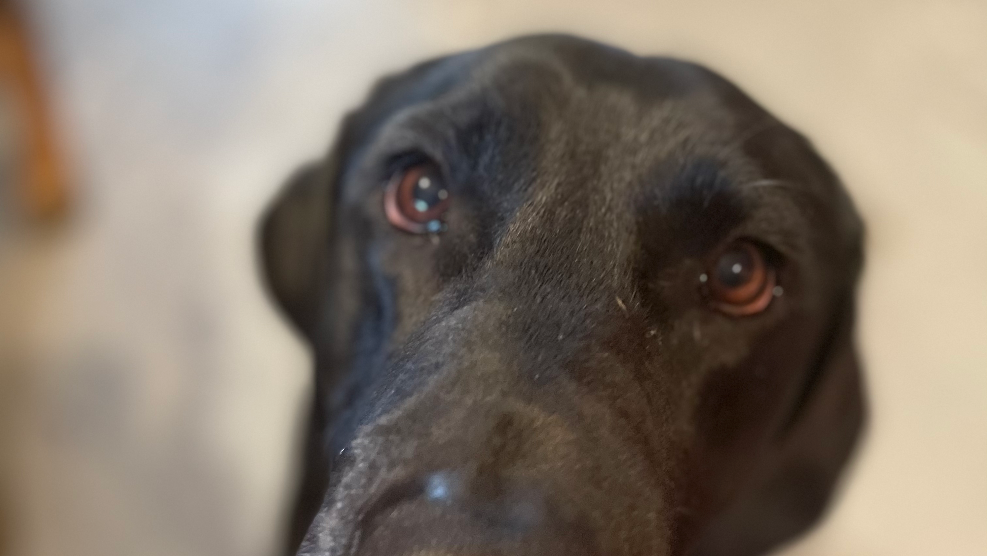 Jd's Dog Spa / Jessica D Paul Rawlins