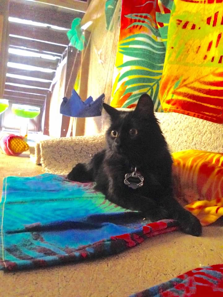 One Of A Kind Canine Rawlins