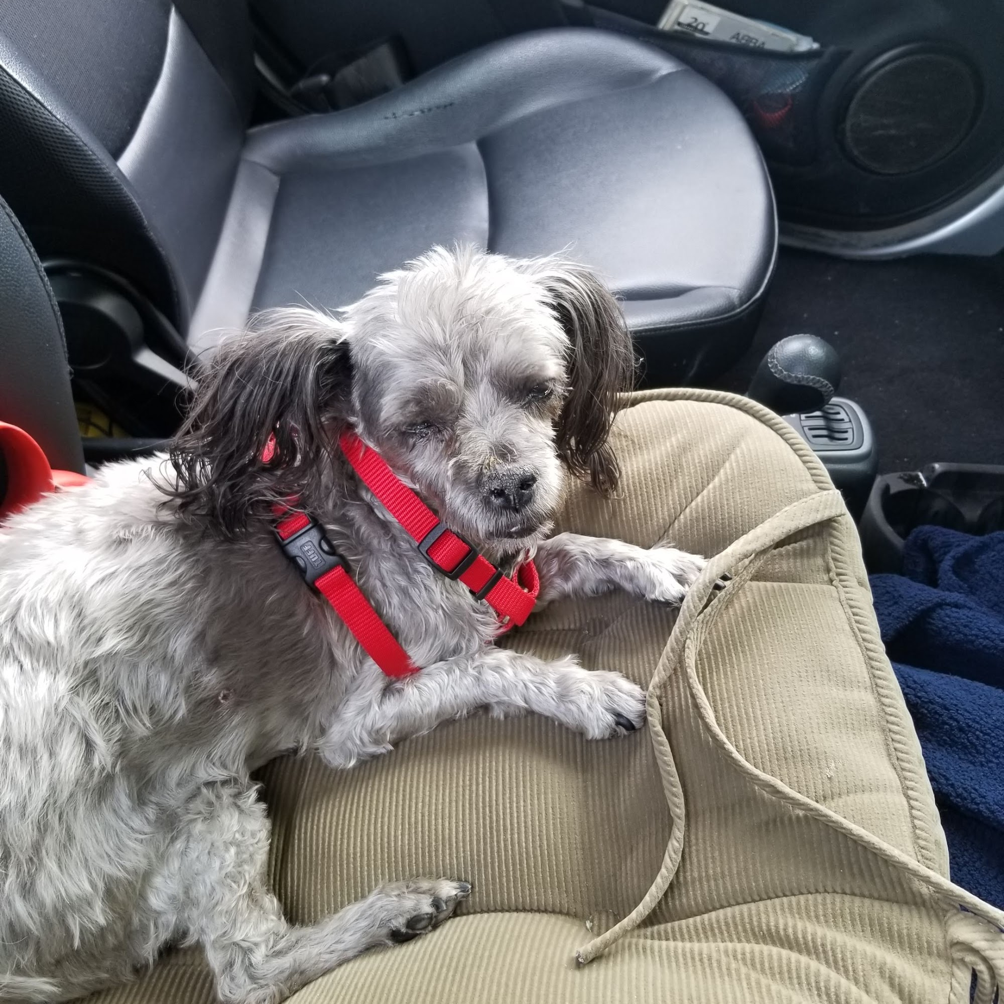 Country Hospital For Animals Sheridan