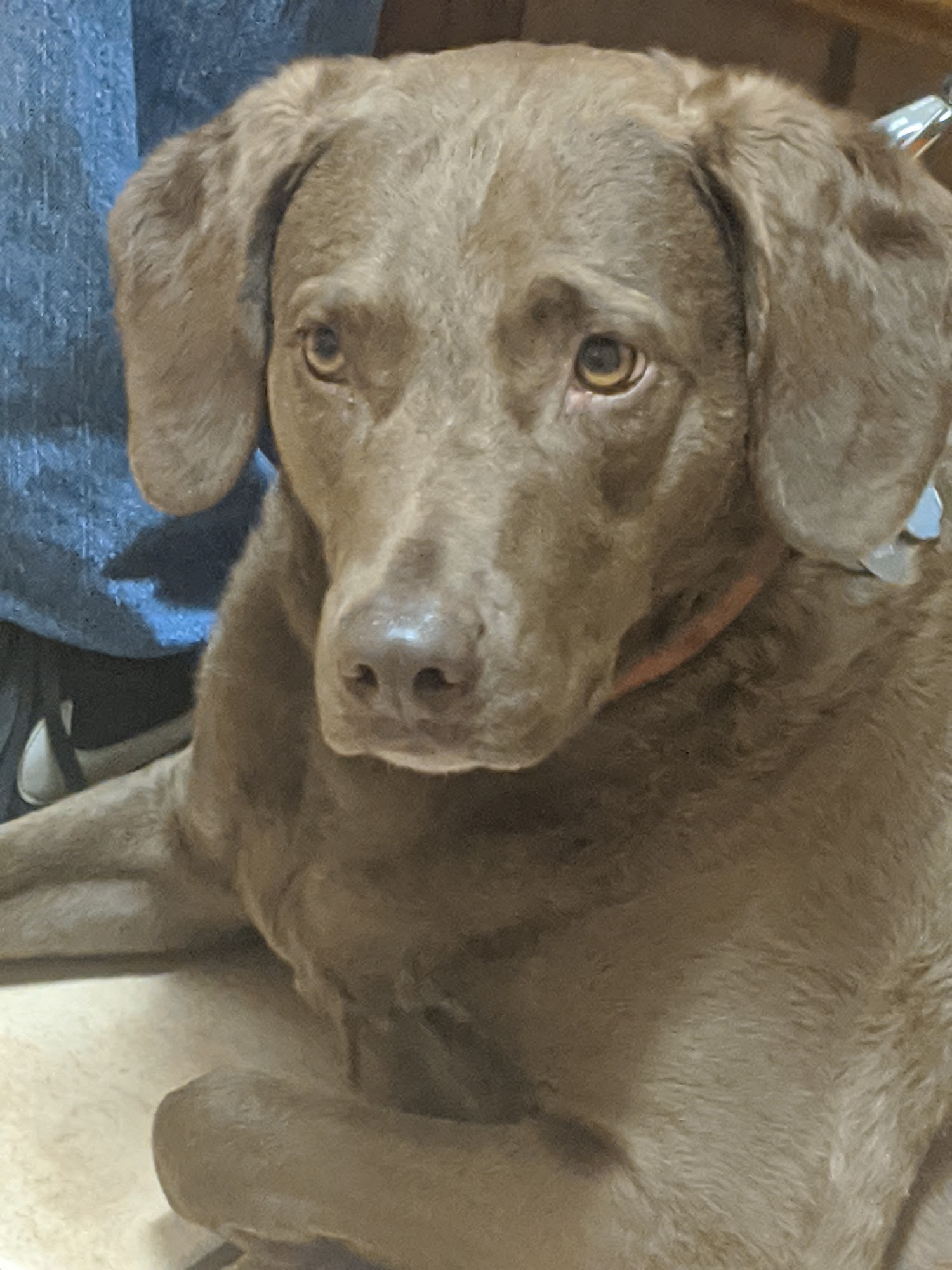 Moxey Schreiber Veterinary Hospital Sheridan