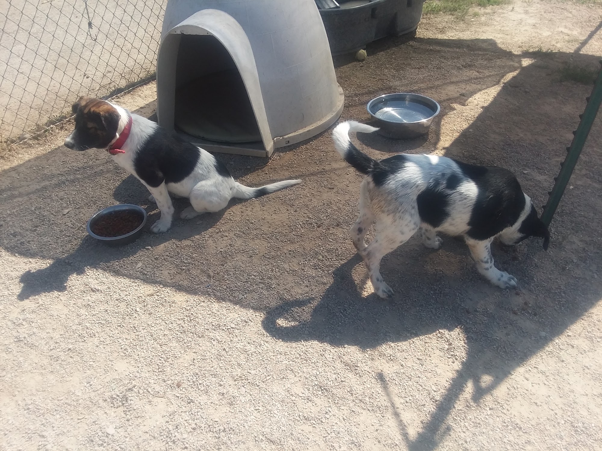 Dog and Cat Shelter of Sheridan Wyoming Sheridan