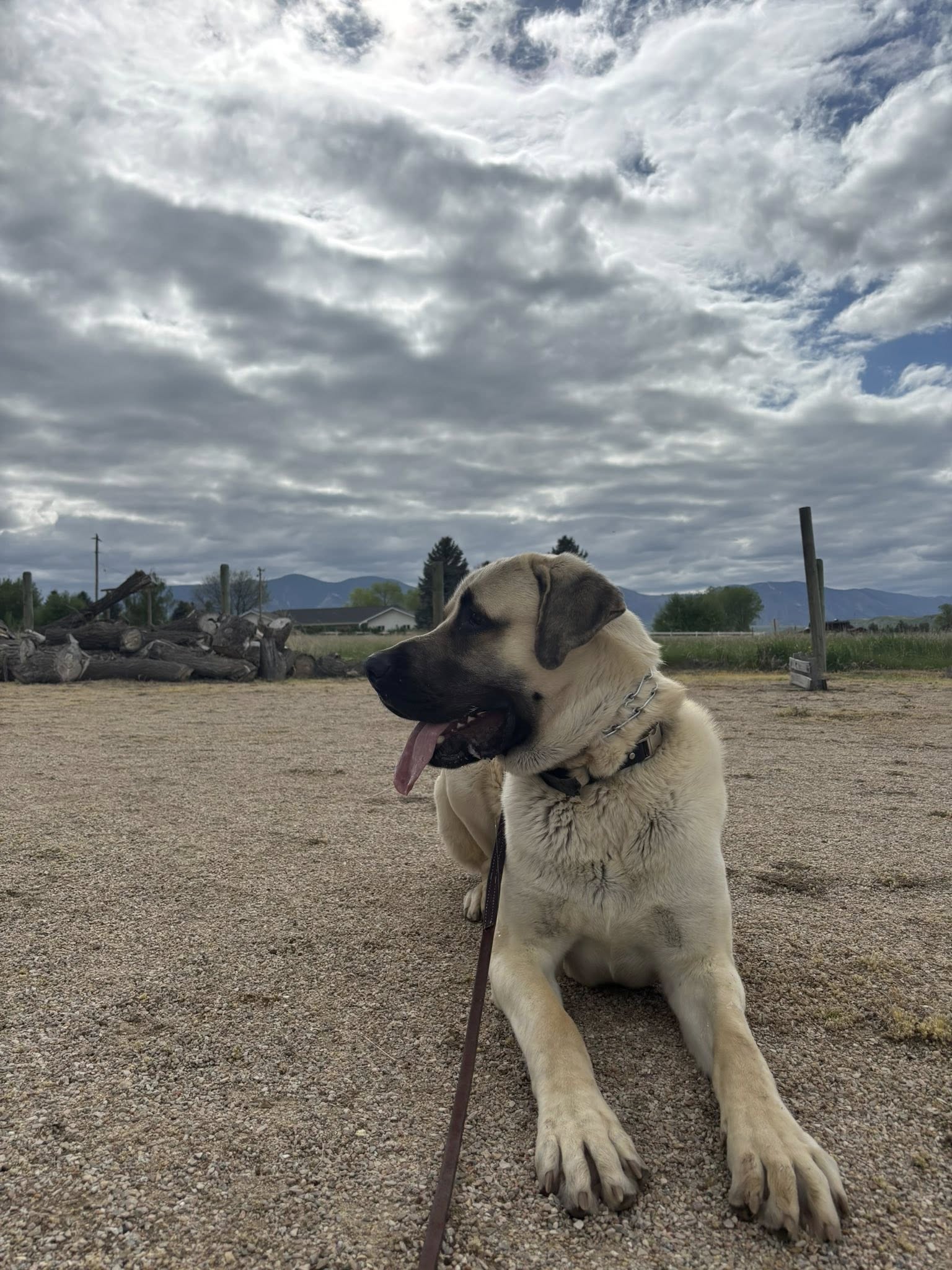 Country Pet Inn Sheridan