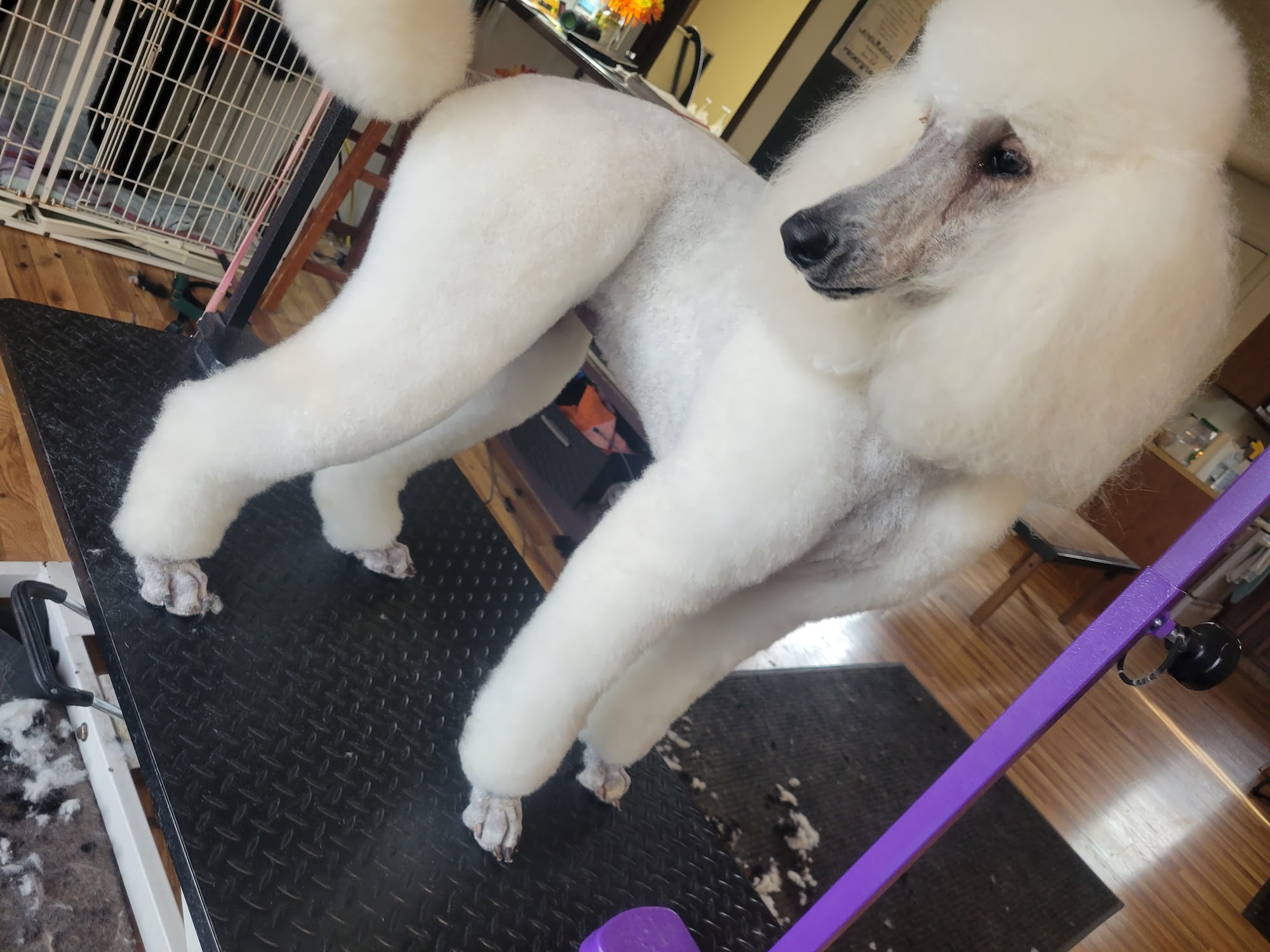 The Knotty Salon Sheridan