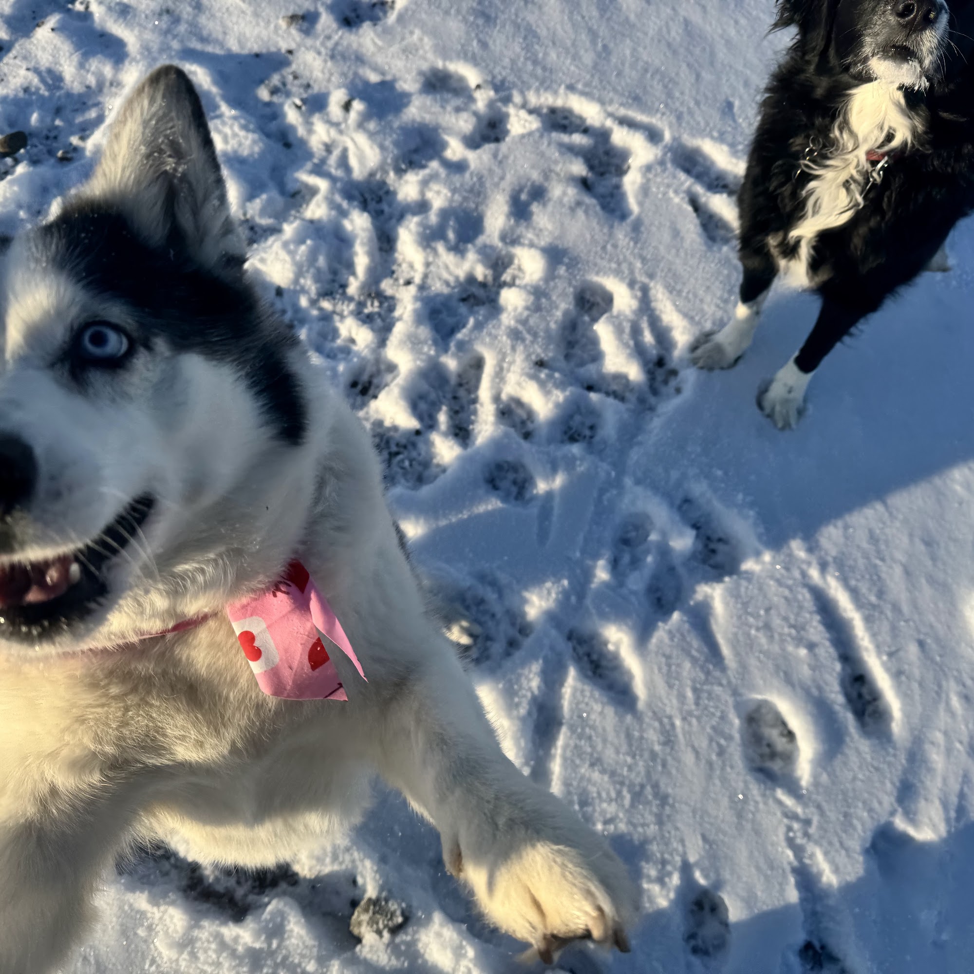 Owl Creek Veterinary Service Thermopolis