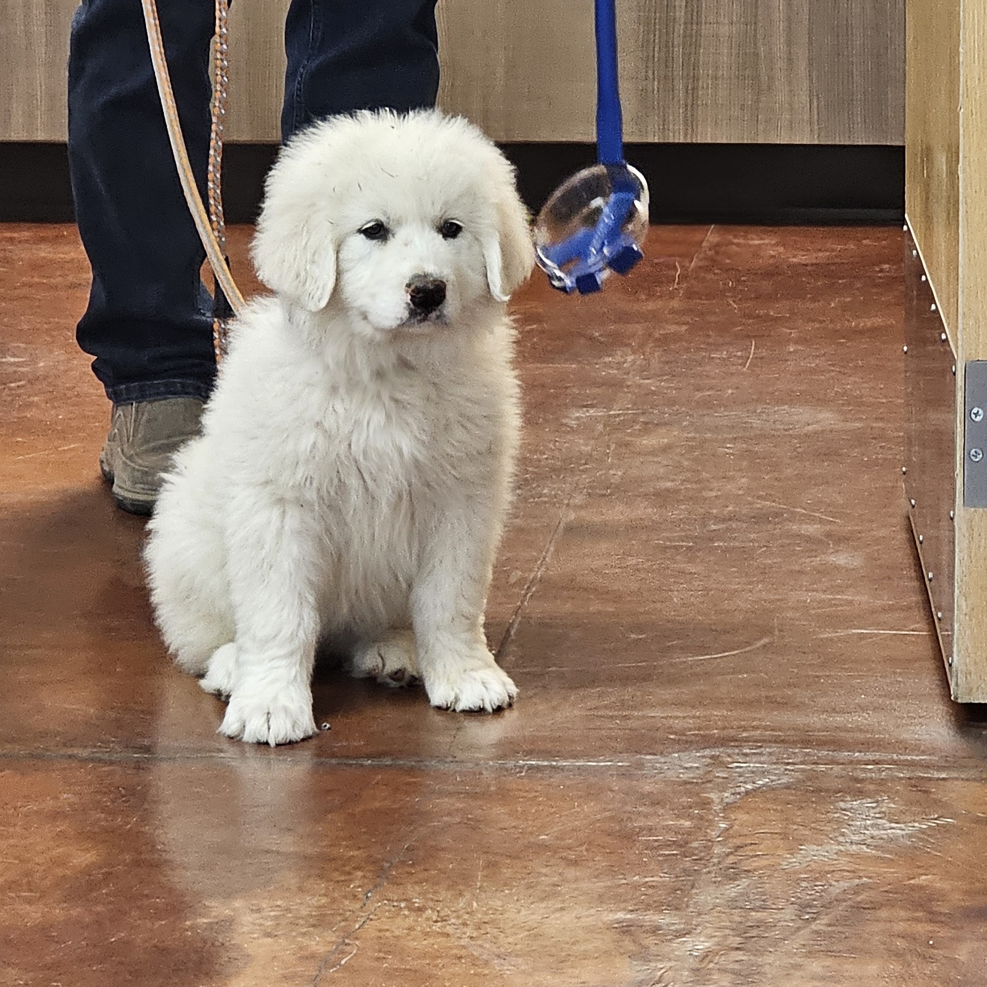 Laramie Peak Veterinary Associates Wheatland