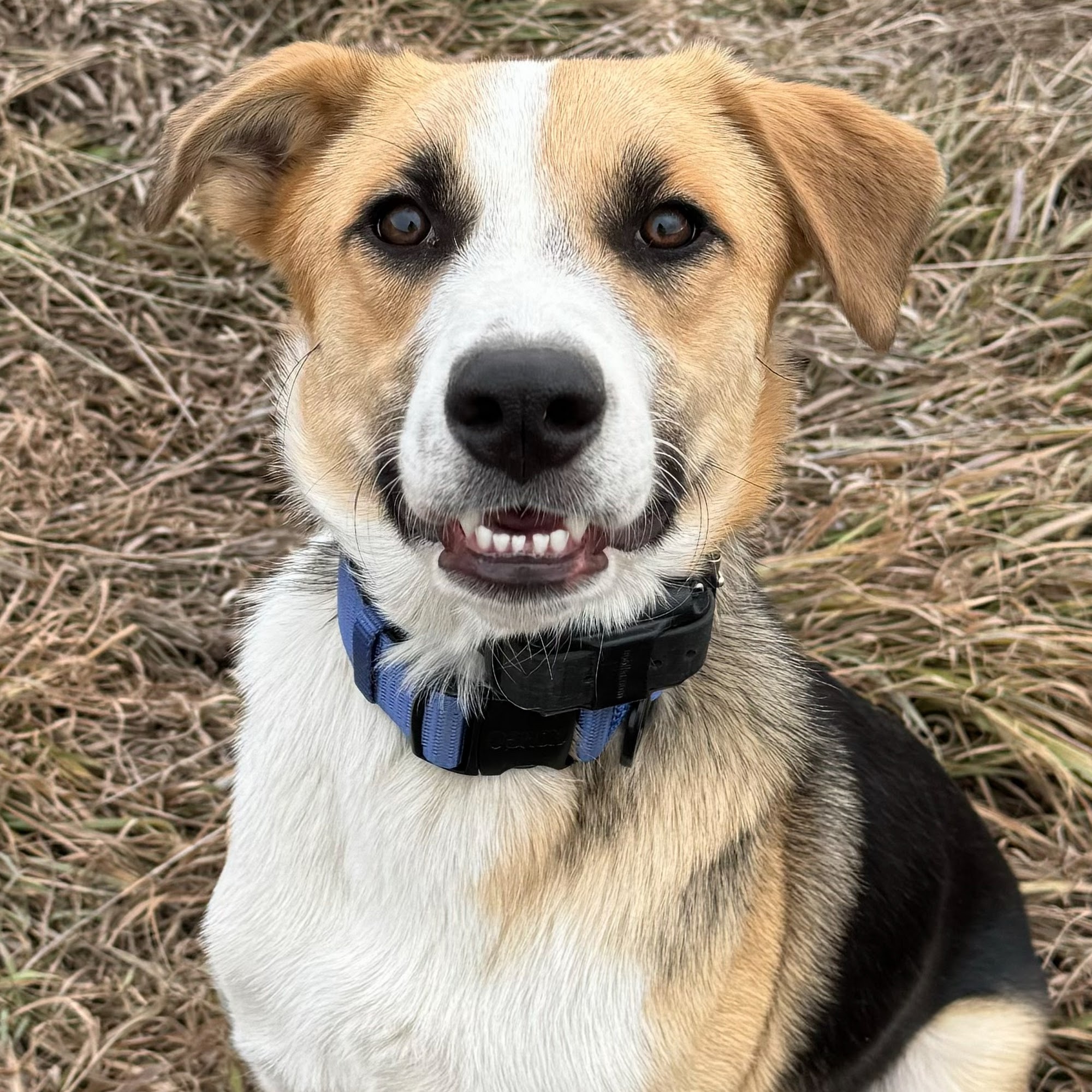 Harnish Veterinary Services Wheatland