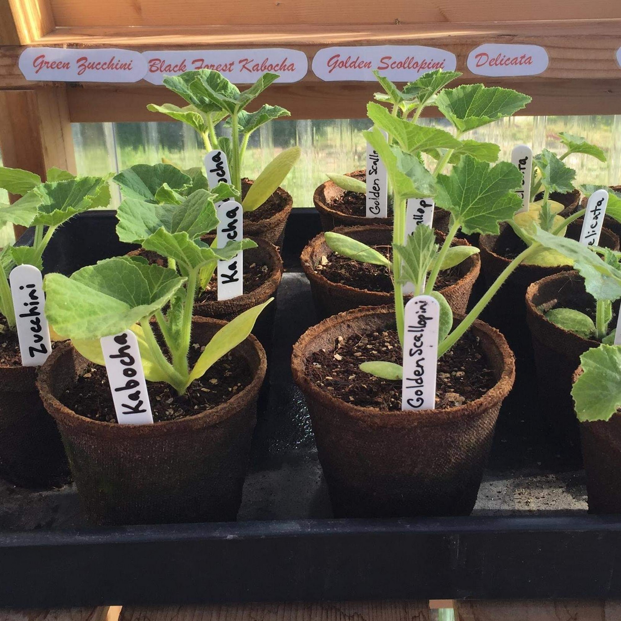 Sarpy Creek Pampered Pets and Greenhouse Wheatland