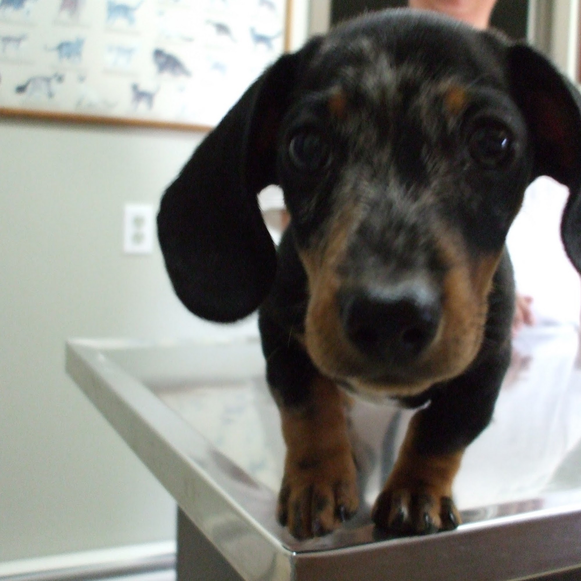 Cloud Peak Veterinary Services Worland